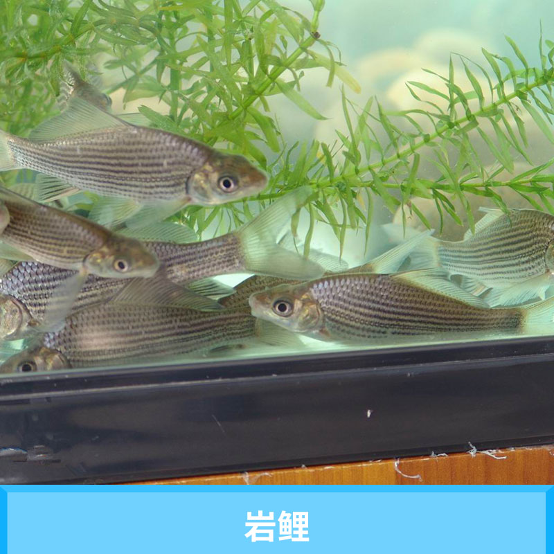 眉山星運(yùn)漁場巖鯉 養(yǎng)殖水產(chǎn)廣溫性魚類種苗人工培育優(yōu)質(zhì)巖原鯉魚苗