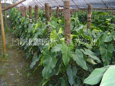 重慶花卉租賃電話 重慶專業(yè)承接花卉租賃服務(wù)電話，重慶花卉租賃公司