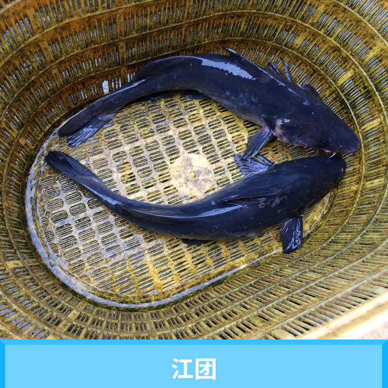 四川星運(yùn)漁場(chǎng)江團(tuán)（長(zhǎng)吻鮠）特種水產(chǎn)養(yǎng)殖種苗優(yōu)質(zhì)江團(tuán)魚(yú)小苗批發(fā)