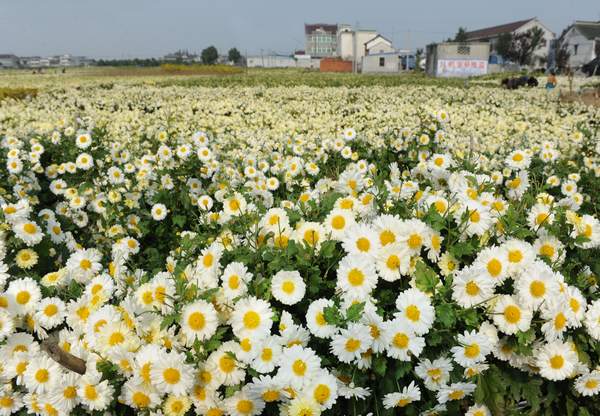 供應(yīng)哪里有金銀花苗