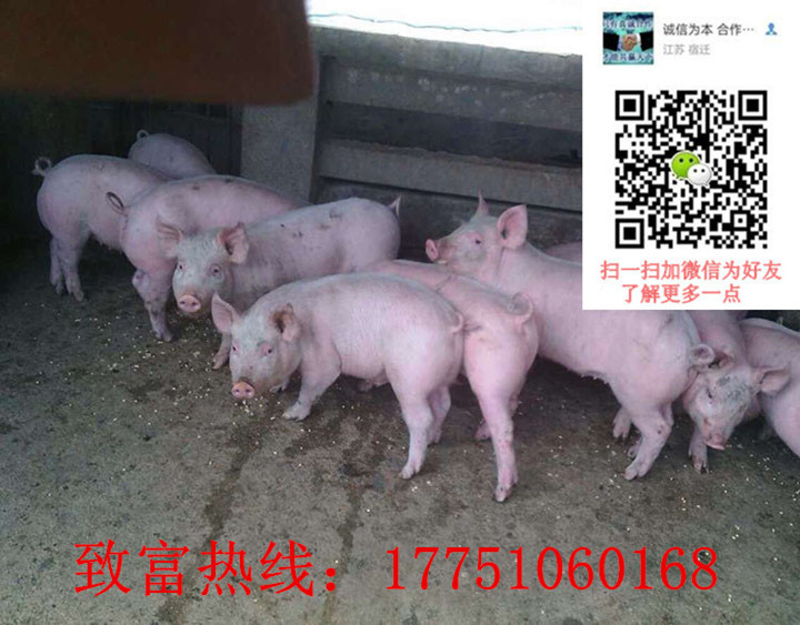 三元仔豬行情網(wǎng) 三元仔豬價格 長白仔豬|江蘇鴻達(dá)豬業(yè)歡迎您