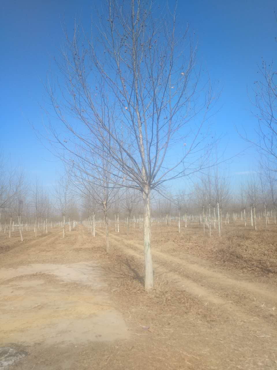 速生法桐，河北速生法桐樹苗，河北法桐小苗批發(fā)，河北法桐報(bào)價