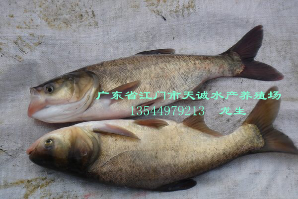批發(fā)零售大頭魚、花鰱、黑鰱等四大家魚 修改 大頭魚、花鰱、黑鰱批發(fā)