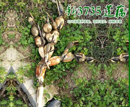 天門(mén)3735藕種批發(fā)