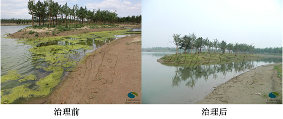 不一樣的水綿治理技術 水綿生物治理技術