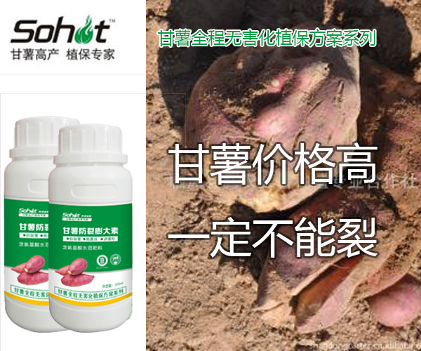 甘薯防裂膨大劑甘薯*肥 紅薯葉面肥 甘薯裂口原因及防治