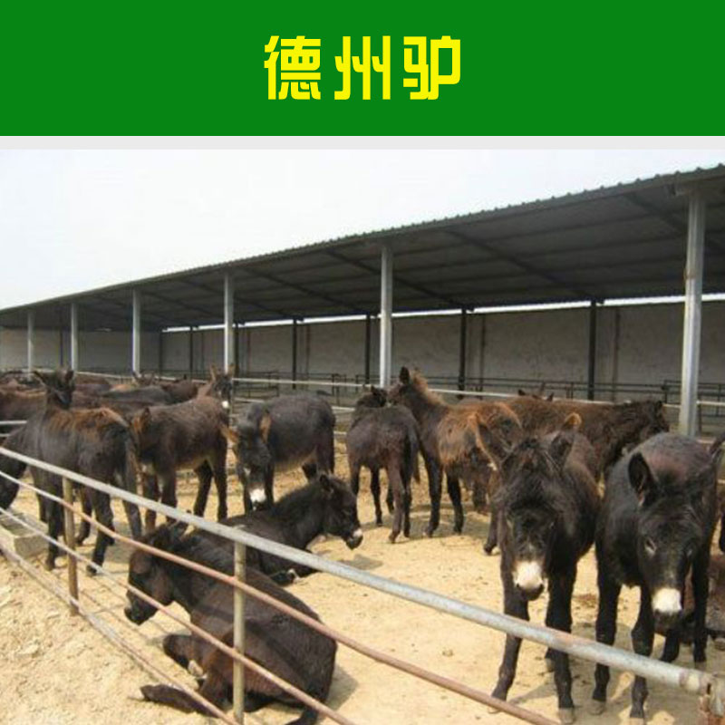 德州驢多少錢一只 德州驢肉驢苗 德州驢價格多少 哪里有德州驢賣