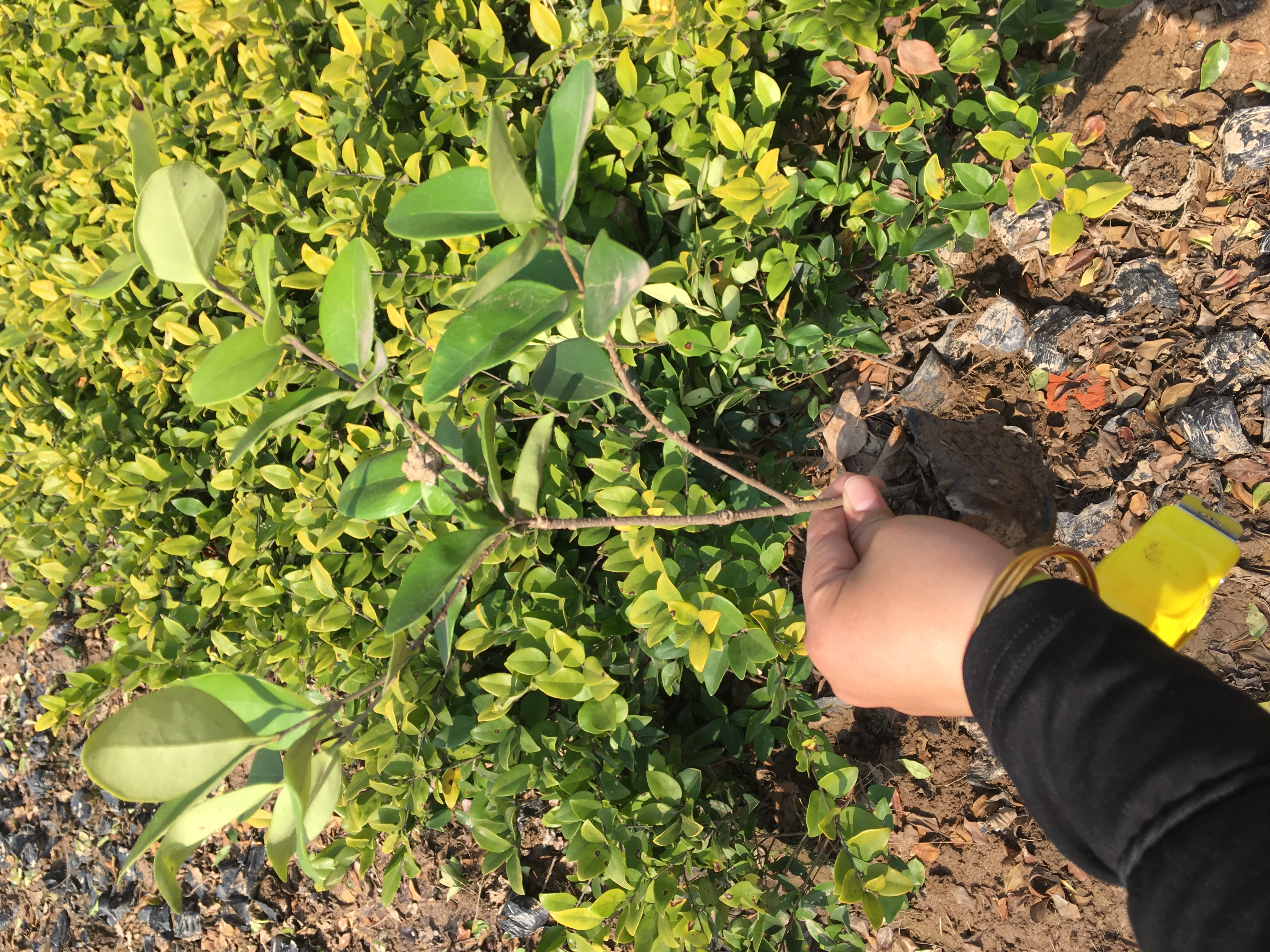 浙江紅葉石楠價(jià)格|浙江紅葉石楠種植|浙江紅葉石楠大杯苗價(jià)格