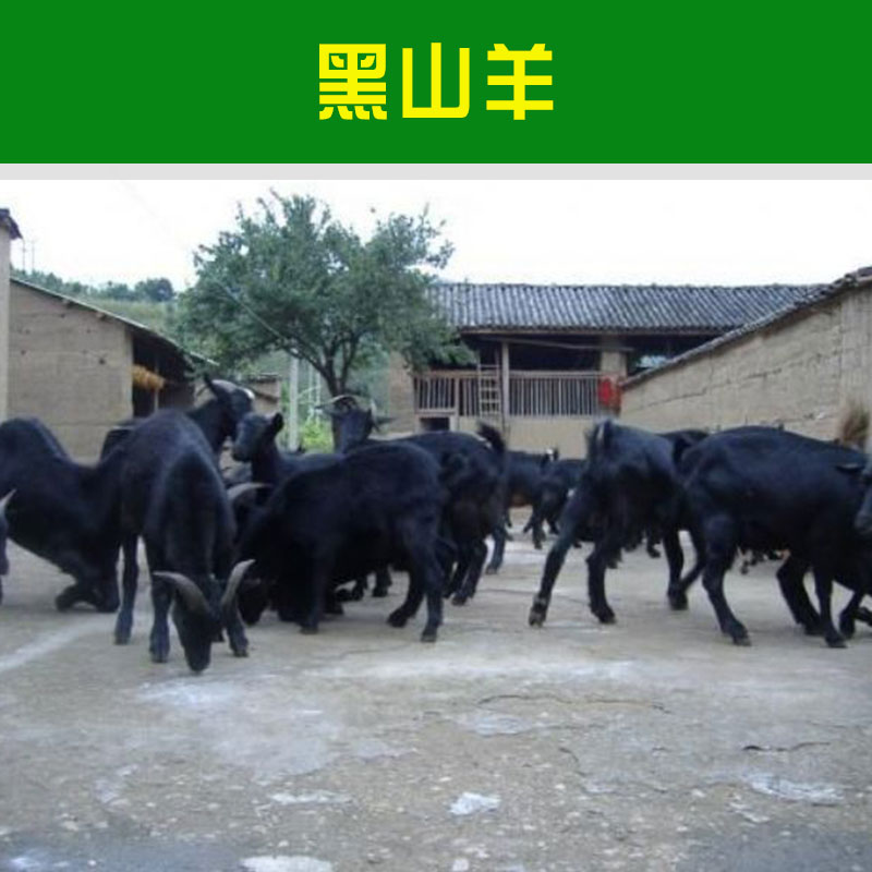 山東黑山羊價格 山東黑山羊批發(fā) 山東黑山羊羊羔 山東黑山羊羊仔