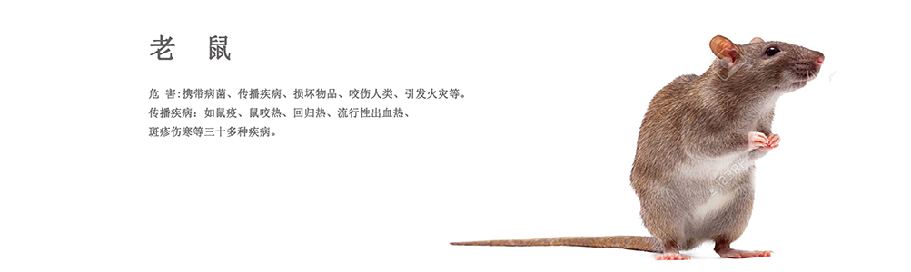 蘄春消殺公司 蘄春滅老鼠公司、蘄春滅蟑螂公司