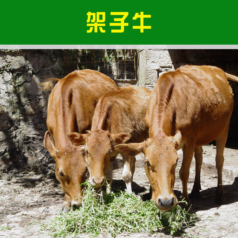 山東盛泰養(yǎng)殖場(chǎng)供應(yīng)架子牛 人工養(yǎng)殖牲畜大型雜交肉用育肥架子牛犢