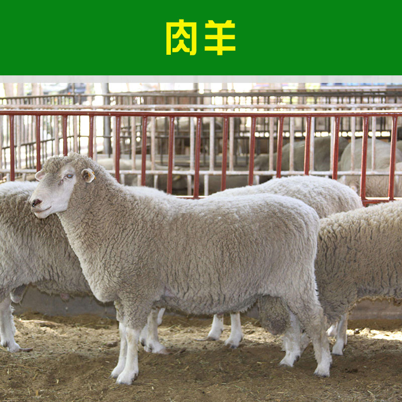 哪里有賣小尾寒羊多少錢