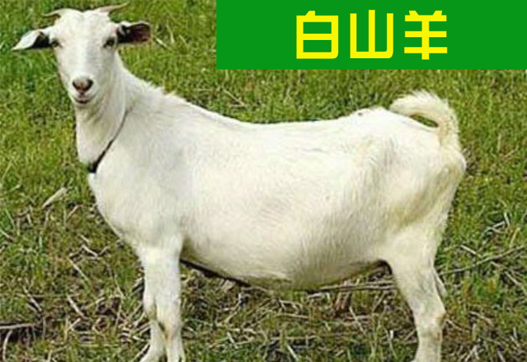 山東白山羊價格 白山羊價格多少 哪家白山羊價格便宜白山羊*惠