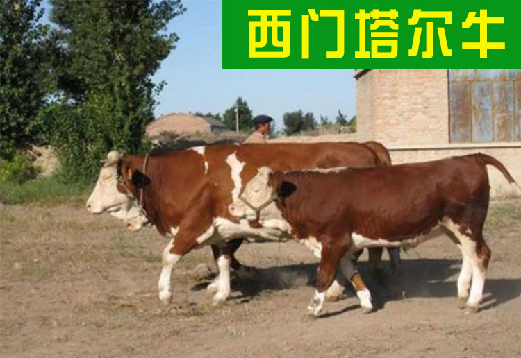 西門塔爾牛養(yǎng)殖技術(shù)