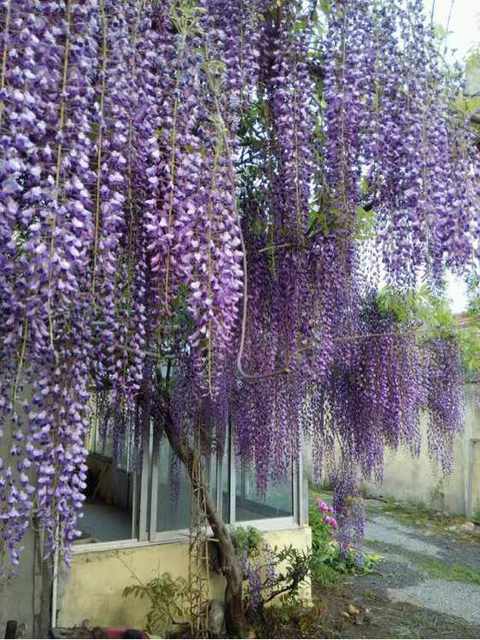 多花紫藤批發(fā)，多花紫藤報(bào)價(jià)，多花紫藤價(jià)格，日本多花紫藤價(jià)格