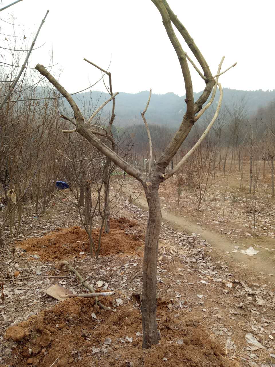 浙江多花紫藤、浙江多花紫藤批發(fā)、浙江多花紫藤報價