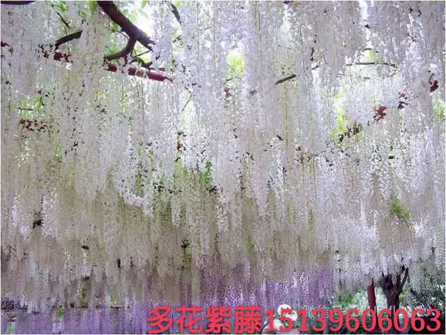 江西多花紫藤批發(fā)，江西多花紫藤報價，江西多花紫藤價格