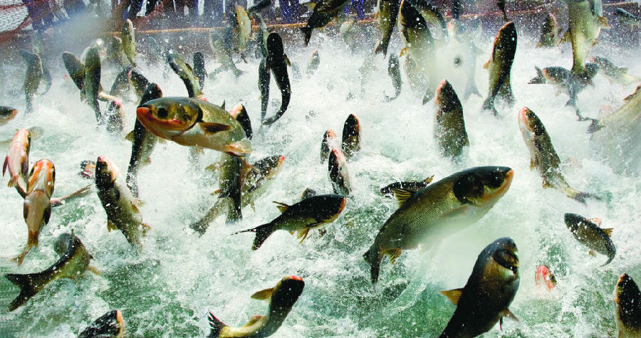 飼料添加劑 飼料香味劑 魚腥香