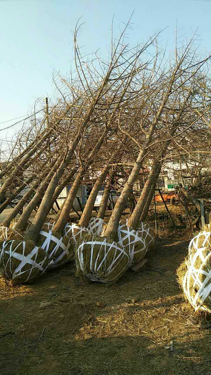 奮達(dá)銀杏苗種植園熱線電話 奮達(dá)銀杏樹種植園 奮達(dá)銀杏樹供應(yīng)