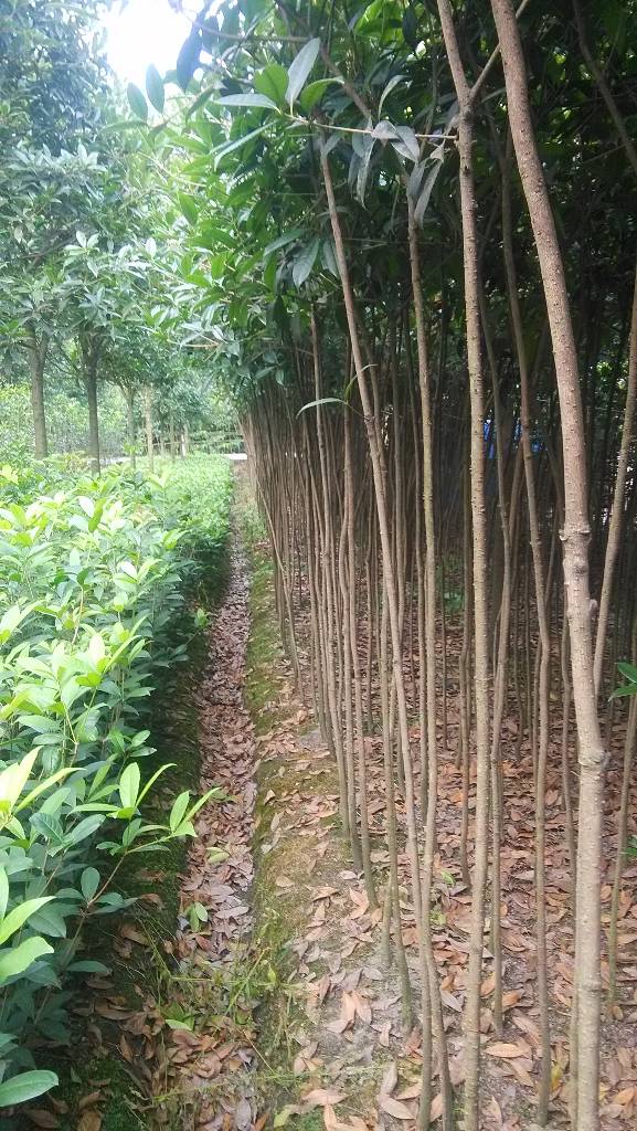 供應四川*桂花基地*速生金桂生長速度快移栽苗成活率高 四川*速生金桂苗，2-2.5米