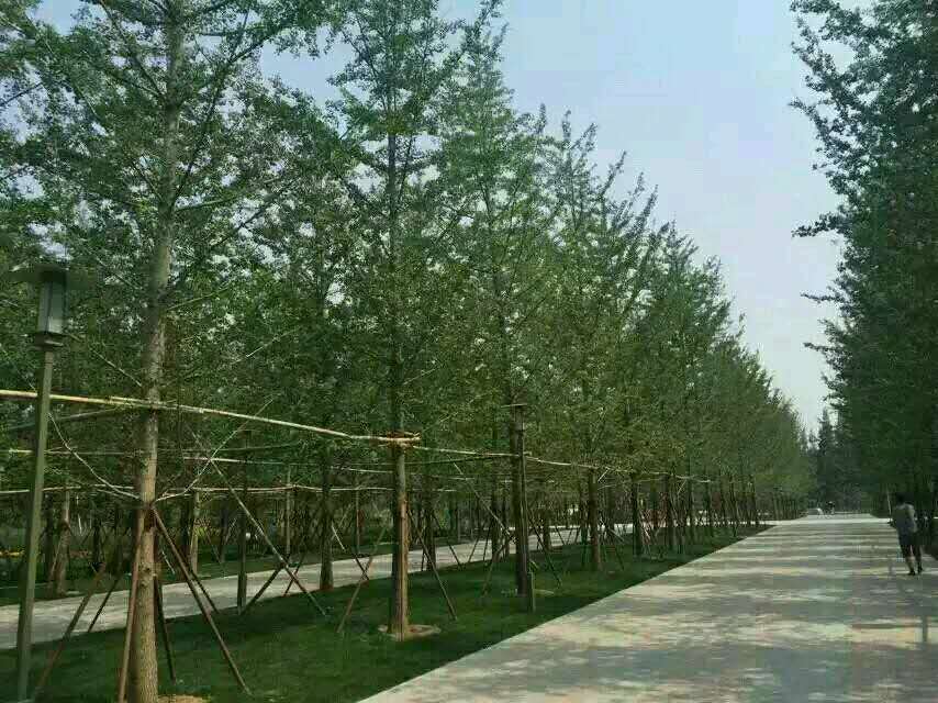 奮達(dá)銀杏苗種植園熱線電話 奮達(dá)銀杏樹種植園 奮達(dá)銀杏樹供應(yīng)