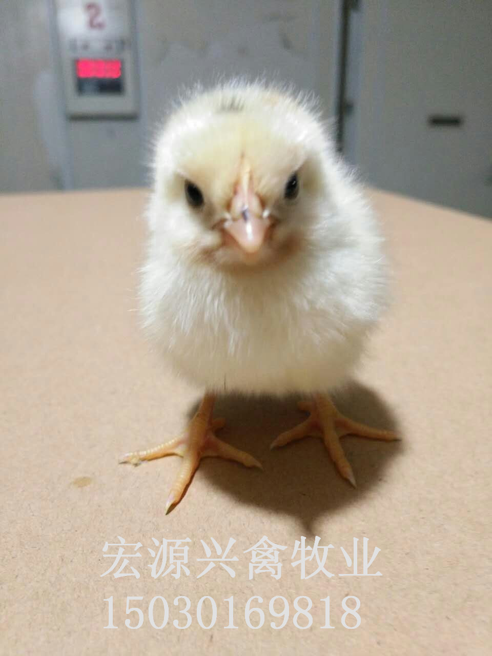 石家莊商品代蛋雞海蘭灰海蘭褐雞苗