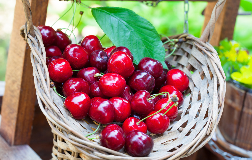 櫻桃供應(yīng)商、銷(xiāo)售櫻桃、櫻桃產(chǎn)地