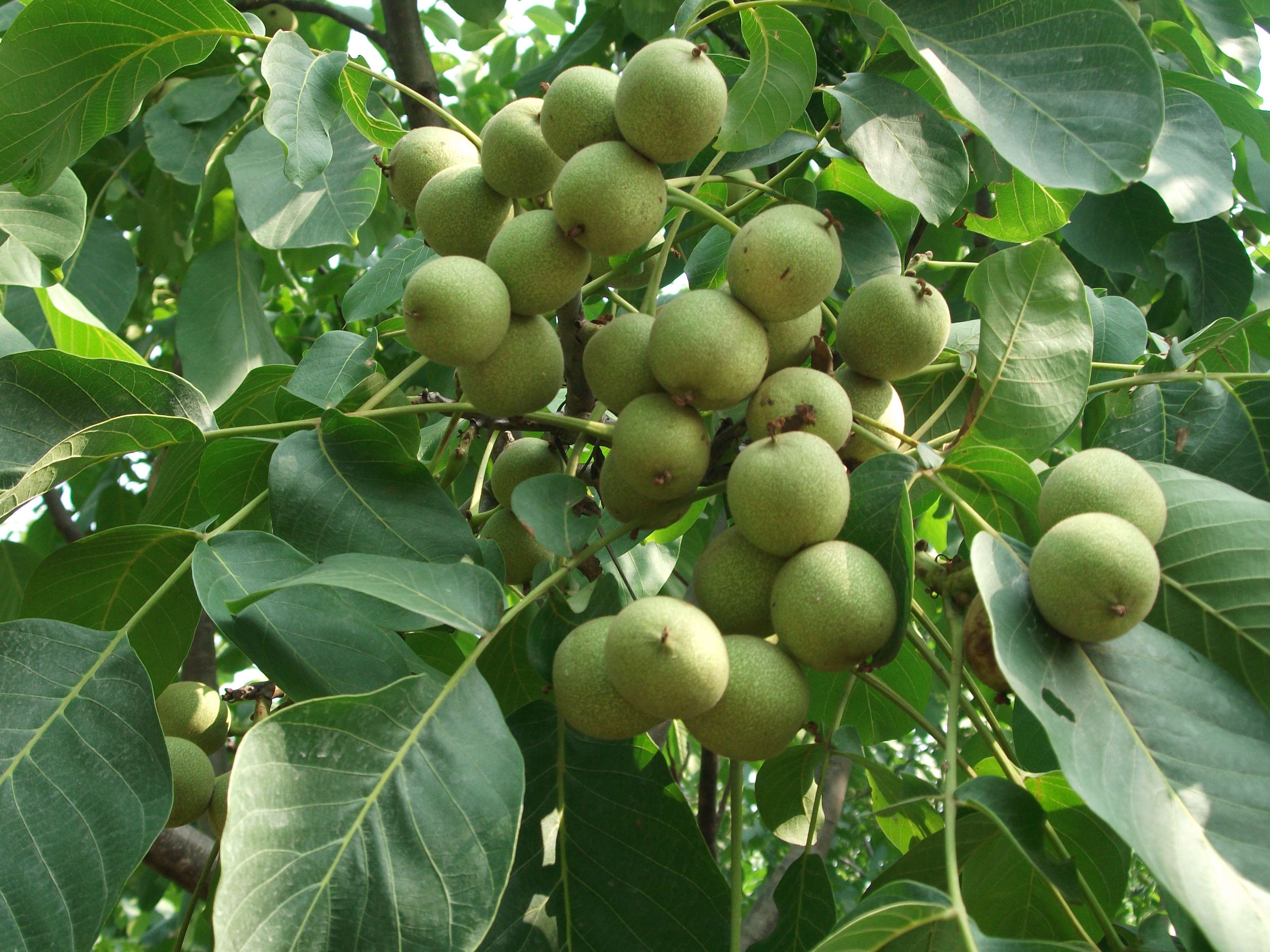 核桃產(chǎn)地、銷售核桃、核桃供應(yīng)商