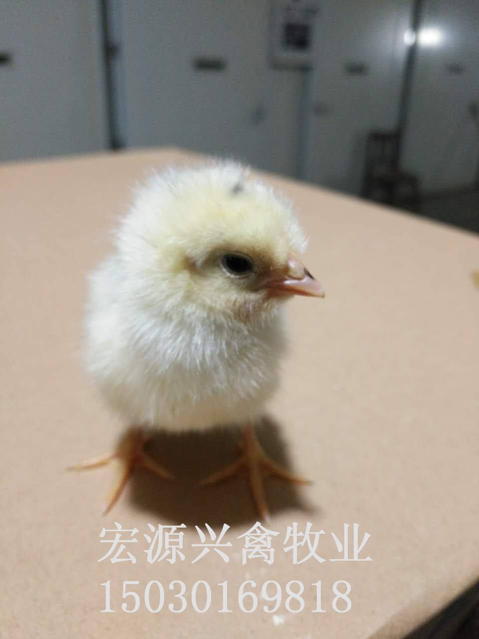 河北石家莊代蛋雞高產(chǎn)蛋海蘭灰雞苗