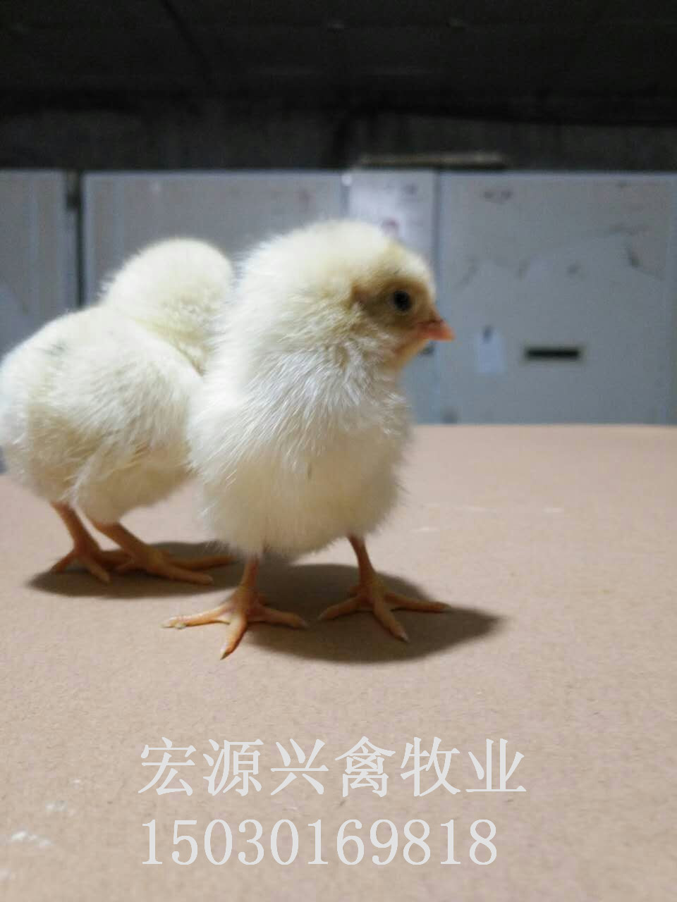 河北石家莊代蛋雞海蘭灰雛雞雞苗廠 河北石家莊代蛋雞海蘭灰雛雞廠家