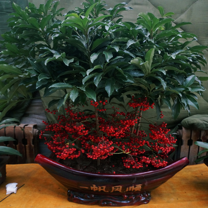 西安富貴子租擺