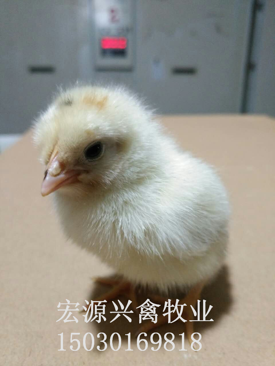 河北石家莊代蛋雞海蘭灰雛雞雞苗廠 河北石家莊代蛋雞海蘭灰雛雞廠家