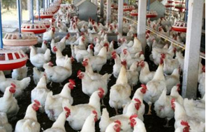 撫順縣白羽雞養(yǎng)殖