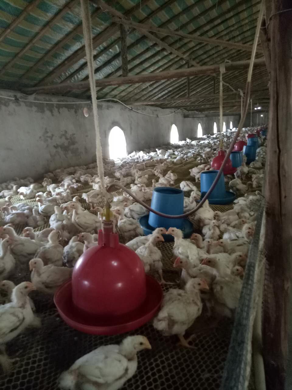 撫順縣白羽雞養(yǎng)殖