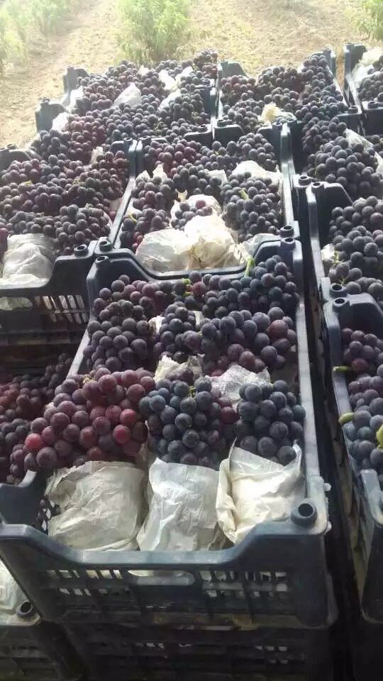 供應(yīng)紅提葡萄價(jià)格紅提批發(fā)產(chǎn)地 陜西紅提葡萄批發(fā)產(chǎn)地價(jià)格