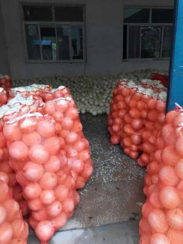 陜西甜瓜基地甜瓜價格分析甜瓜價格行情