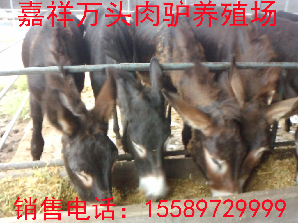 肉驢繁育知識：肉驢養(yǎng)殖首先要選擇