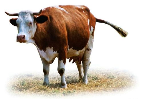 肉牛育肥期飼料配方  育肥牛預(yù)混料 肉牛猛長(zhǎng)肉 育肥牛預(yù)混料 肉牛猛長(zhǎng)肉