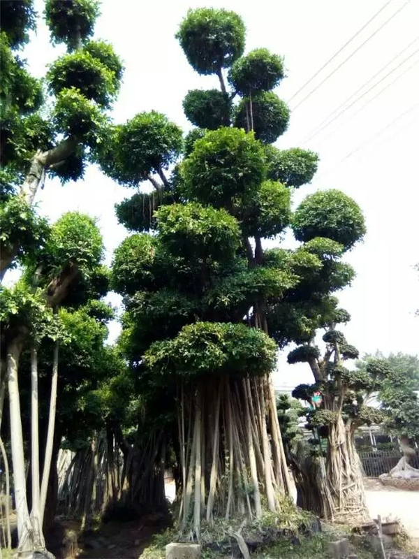 小葉榕 盆景榕 小葉榕基地 廠家直銷