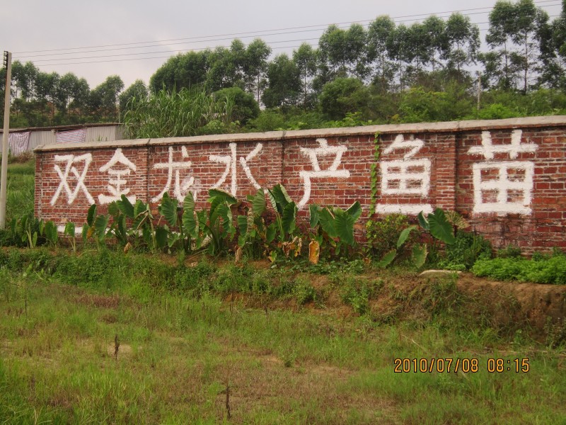 肇慶羅非魚采購(gòu)平臺(tái) 肇慶紅羅非魚供應(yīng)商 紅羅非魚多少錢 紅羅非魚哪家好 紅羅非魚采購(gòu)平臺(tái) 紅羅非魚基地