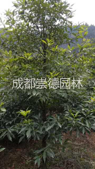 成都*楨楠，金絲楠基地批發(fā)，產(chǎn)地直銷價(jià)處理，歡迎崇德園林