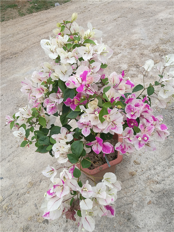 供應(yīng) 四川三角梅  花蝴蝶三角梅  各種顏色 袋苗盆栽自產(chǎn)自銷