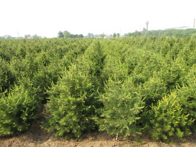3米華山松價(jià)格