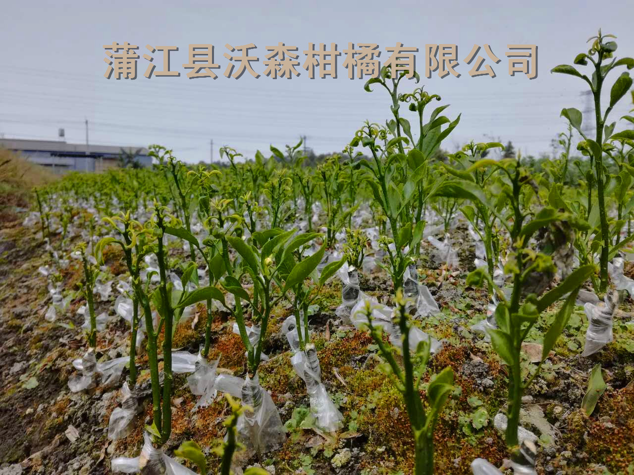 四川不知火苗丑柑橘五葉苗 成都不知火柑橘五月苗價(jià)格