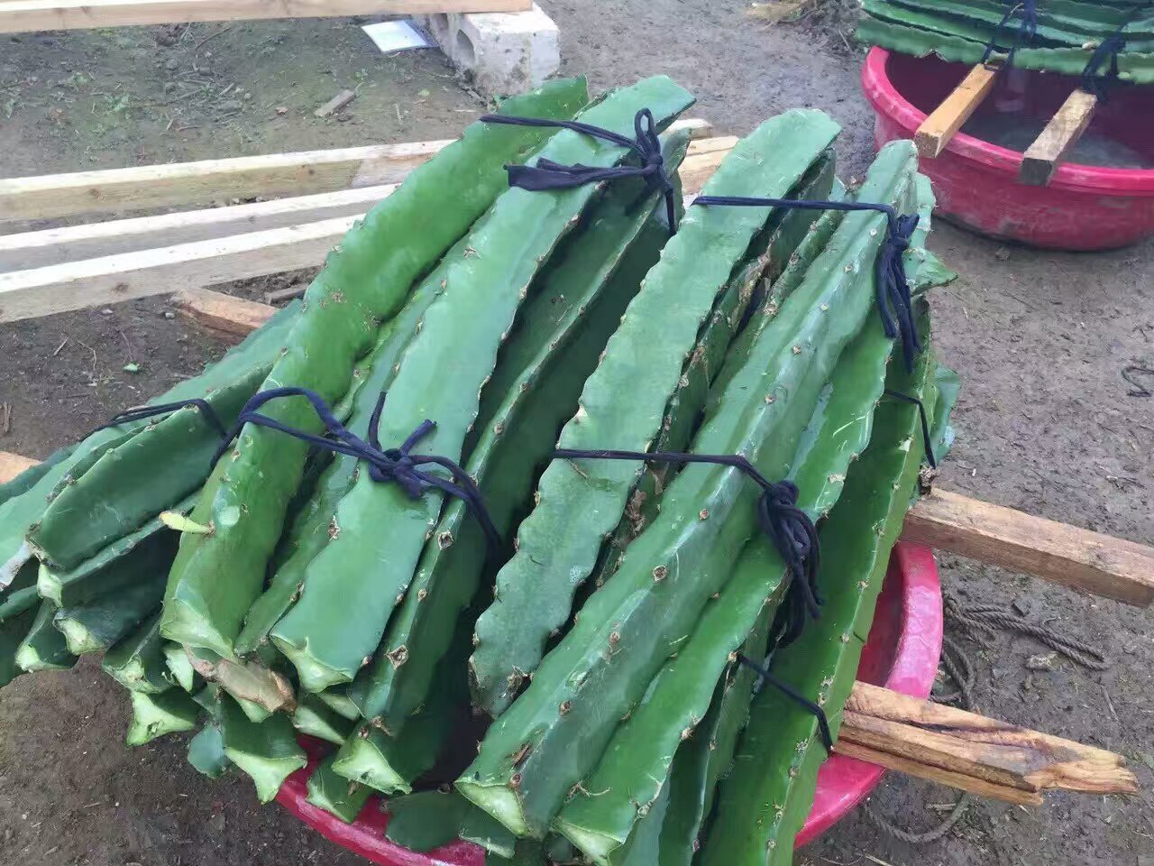 紅肉火龍果種苗 火龍果種苗種植 火龍果種苗批發(fā)  臺(tái)灣紅肉火龍果苗