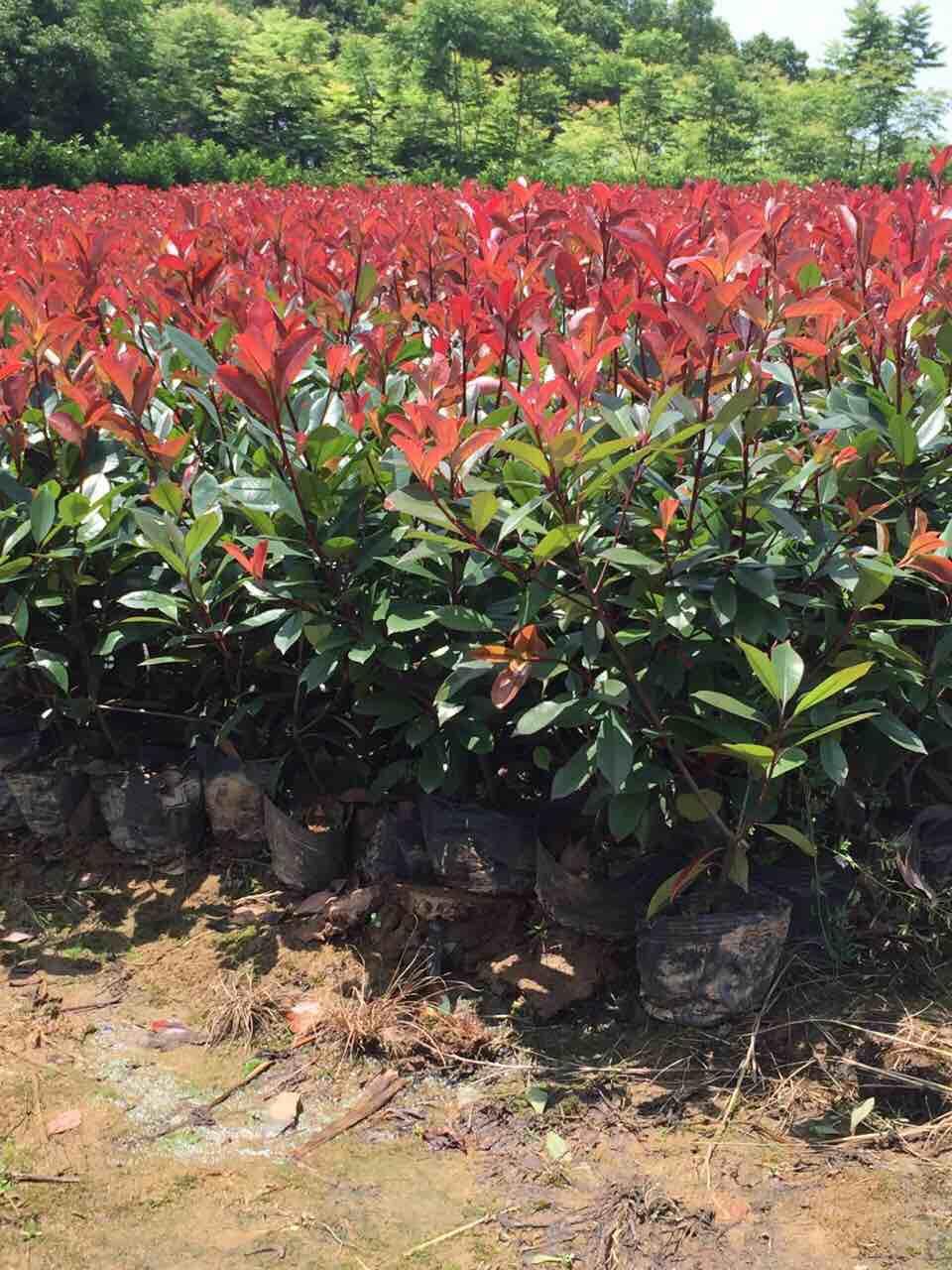 湖南紅葉石楠樹苗批發(fā) 湖南樹苗多少錢一株 湖南紅葉石楠樹苗批發(fā) 湖南紅葉石楠樹苗圃