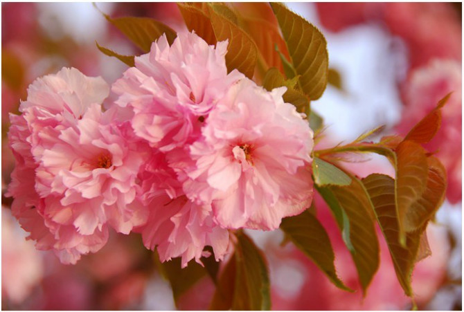 陜西矮化櫻桃苗  矮化櫻桃苗報(bào)價(jià)  矮化櫻桃苗供應(yīng)