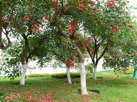 湖南紅果冬青樹苗價格 湖南紅果冬青樹苗批發(fā) 湖南紅果冬青樹苗