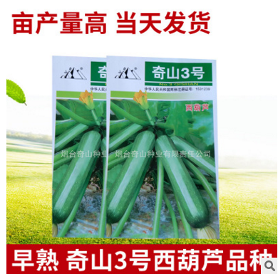 奇山黒美麗西葫蘆種子，盛琪種子公司銷售，黑色蔬菜種子批發(fā)