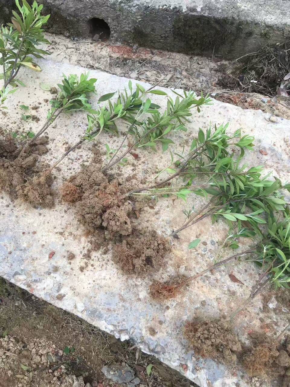 湖南*綠化苗批發(fā) *有多高  湖南*綠化苗廠家